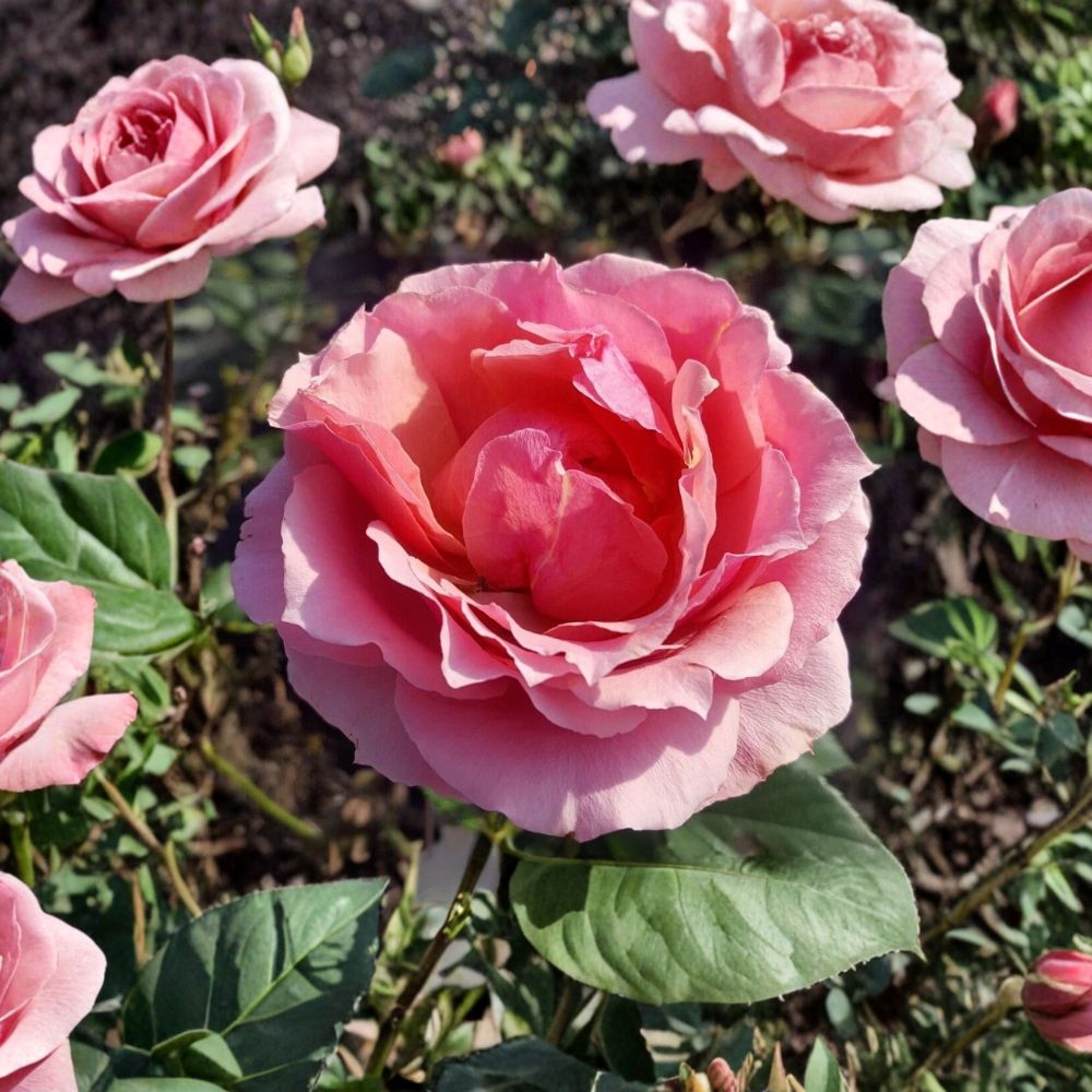 Princesse de Monaco Grandiflora Rose – Live 3 Gallon Pink Bi-Color Rose Bush Plant