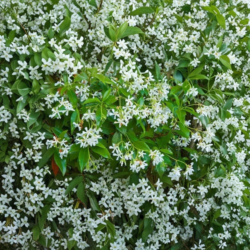 Rare Star Jasmine Cuttings – Trachelospermum jasminoides | 5 Unrooted Cuttings for Propagation