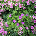 Organic Wild Geranium Bare Roots – 10 Cranesbill Maculatum Plants | Native Perennial Shade Flowers