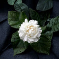 Grand Duke of Tuscany Jasmine – Jasminum sambac Live Plant | 8–15” Tall Starter | Double White Fragrant Blooms