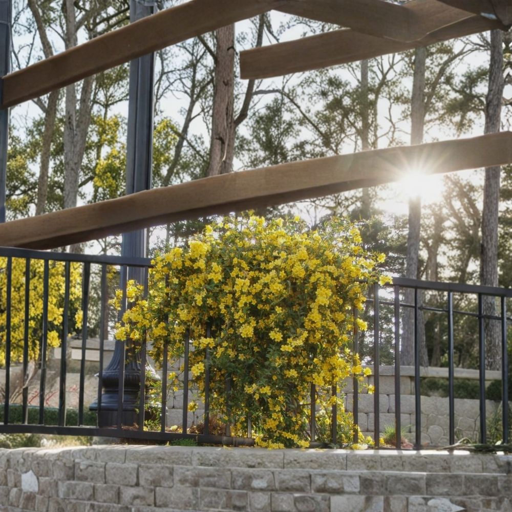 Margarita Carolina Jessamine – Gelsemium sempervirens Live Starter Plant | Fragrant Yellow Evergreen Climber