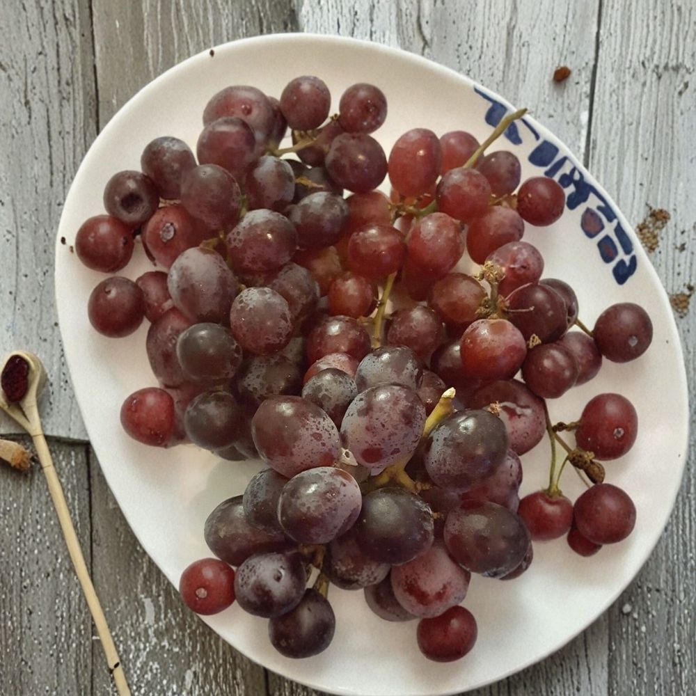 Red Globe Grape Vine Live Plant | 3 Gallon Self-Fertile Fruit Vine for Home Garden