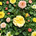 Julia Child Rose – Rosa Floribunda Live Plant | 2 Gallon | Butter Gold Blooms | 2006 AARS Winner
