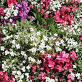 Nicotiana Alata Seeds 500 Pack | White Jasmine Tobacco | Fragrant Night Blooming Flowers | Non-GMO
