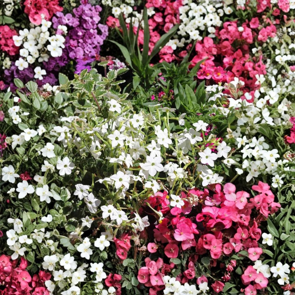 Nicotiana Alata Seeds 500 Pack | White Jasmine Tobacco | Fragrant Night Blooming Flowers | Non-GMO