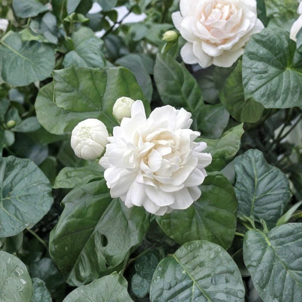 Grand Duke of Tuscany Jasmine Small Starter Plant | Jasminum sambac Double Fragrant Arabian Jasmine