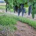 Pinot Noir Grape Vine – Live 4–6 Feet Tall Self-Fertile Wine Grape Plant