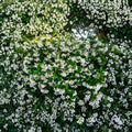 Madison Hardy Star Jasmine Seeds – Cold Hardy Fragrant Vine | Trachelospermum jasminoides ‘Madison’