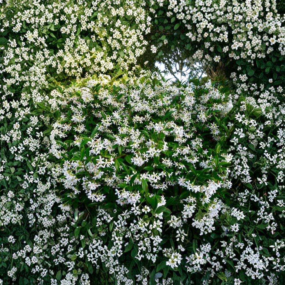Madison Hardy Star Jasmine Seeds – Cold Hardy Fragrant Vine | Trachelospermum jasminoides ‘Madison’