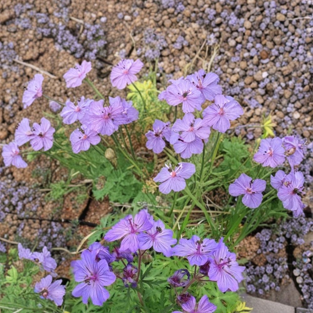 Malviflorum Geranium Seeds – 25+ Hardy Perennial Flower Seeds for Colorful Garden Blooms