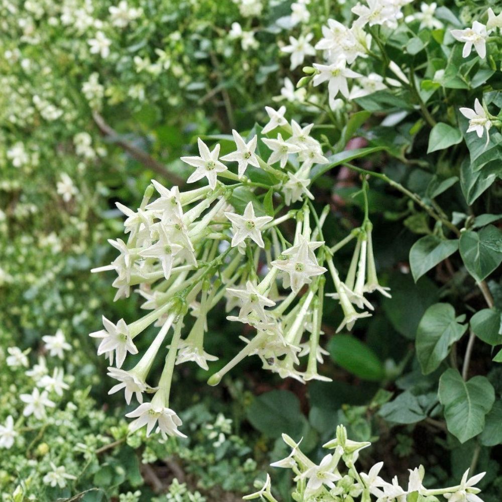Night Blooming Jasmine Plant Set of 2 – Cestrum nocturnum Live Starter 4–6 Inch Tall Fragrant Shrub