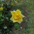 Oregold Grandiflora Rose – Yellow 2 Gallon Live Bush Plant | Bright Golden Blooms