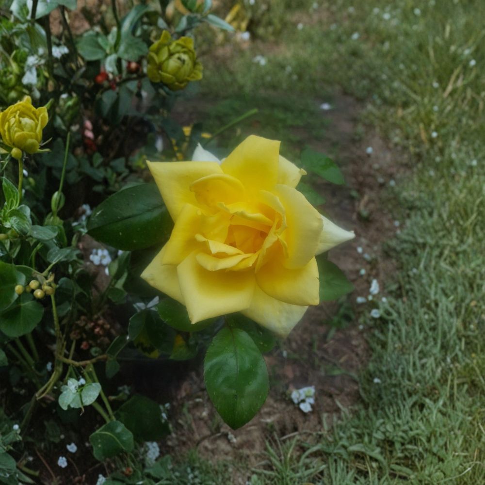 Oregold Grandiflora Rose – Yellow 2 Gallon Live Bush Plant | Bright Golden Blooms