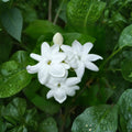 Arabian Jasmine Plant Live – Jasminum sambac 15 Inch Tall | Fragrant White Flowering Vine