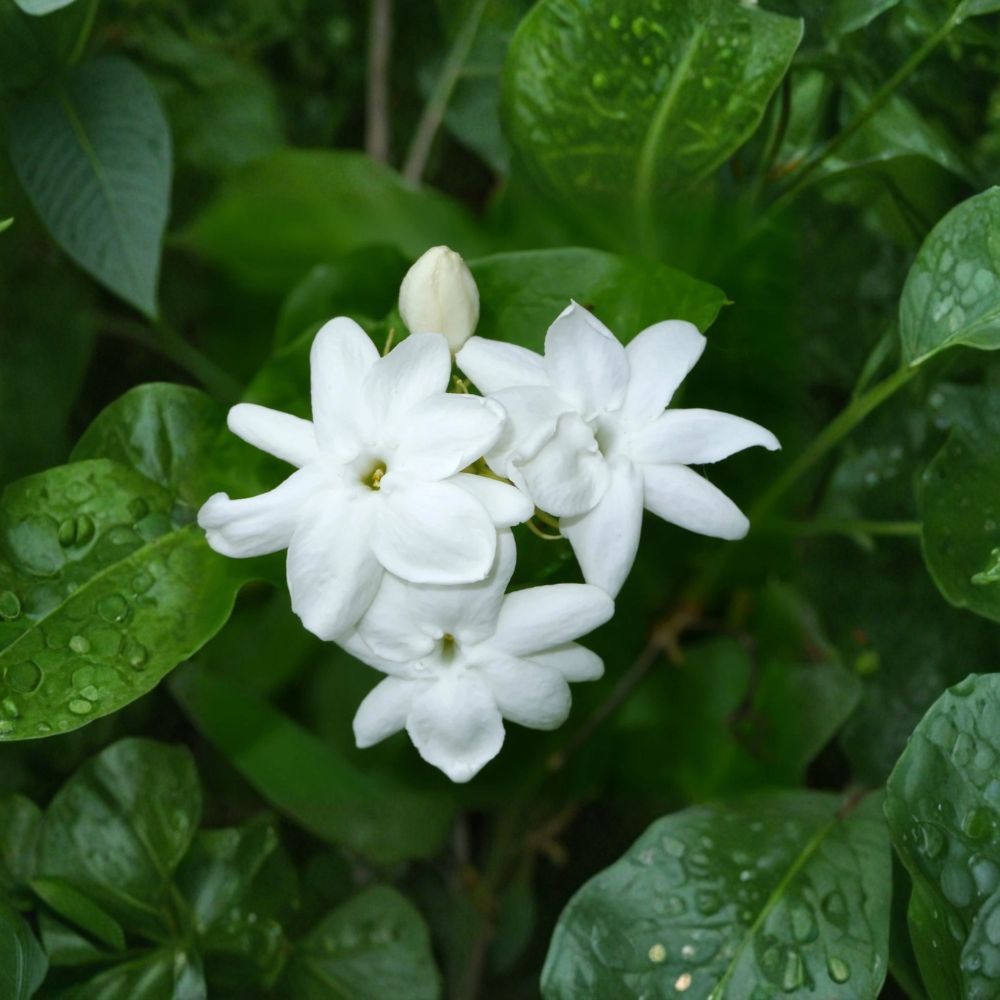 Arabian Jasmine Plant Live – Jasminum sambac 15 Inch Tall | Fragrant White Flowering Vine