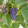 Jupiter Seedless Muscat Grape Cuttings – 5 Pack | Vitis Hybrid Propagation Set | US Seller