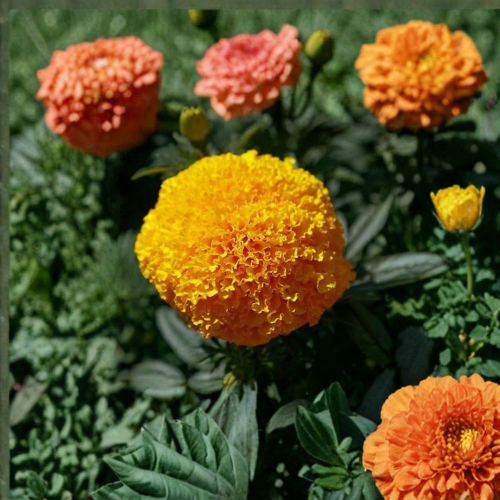 Marigold Coco Gold – Tagetes Flower Seeds | 250 Seeds | Tall African Marigold | Weather Resistant