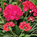 Maverick Rose Geranium Seeds – 100 Pelargonium Seeds for Pastel Rose Garden Flowers