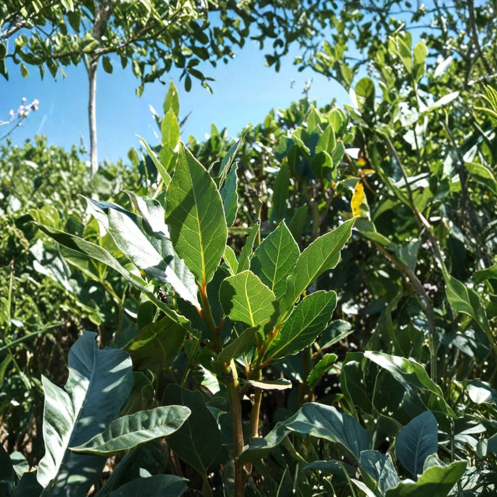 Bay Leaf Tree Live Plant 5–7 Inch Laurus nobilis Evergreen Culinary Herb Indoor Outdoor Potted