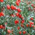 Goji Berry Plant Lycium chinense Live Plant | Wolfberry Seedling in Nursery Pot