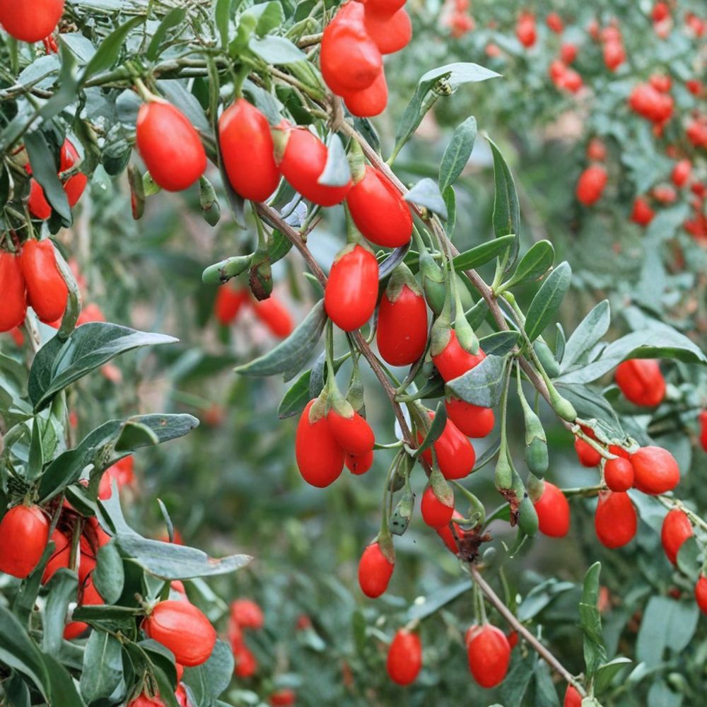 Goji Berry Plant Lycium chinense Live Plant | Wolfberry Seedling in Nursery Pot