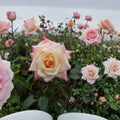 Peace Rose Yellow Blend Hybrid Tea Rose 2 Gallon Live Bush Plant