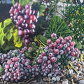 Black Fry Muscadine Grape Vine – 3 Gallon Live Plant | Self-Fertile Muscadine Grape for Home Garden & Vineyard