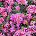 Pink Queen Chrysanthemum Plants – Chrysanthemum morifolium Perennial Garden Mums 2 Pack