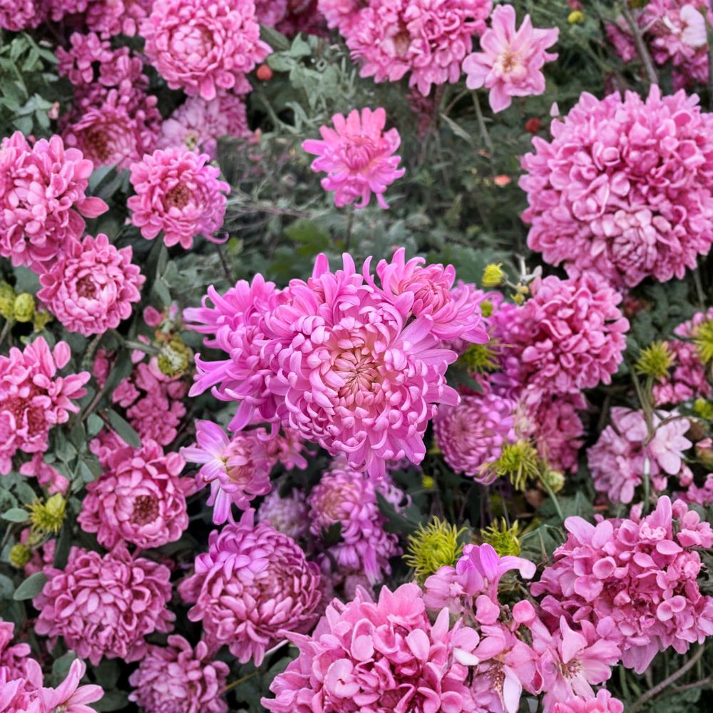Pink Queen Chrysanthemum Plants – Chrysanthemum morifolium Perennial Garden Mums 2 Pack