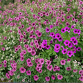 Bressingham Flair Geranium Seeds – 25+ Premium Pelargonium Flower Seeds for Garden & Patio