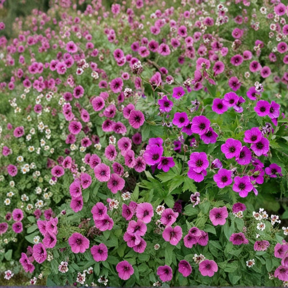 Bressingham Flair Geranium Seeds – 25+ Premium Pelargonium Flower Seeds for Garden & Patio
