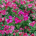 Rare Hot Magenta Pink Regal Geranium Cuttings – 2 Live Pelargonium Starters with Orchid-Like Blooms