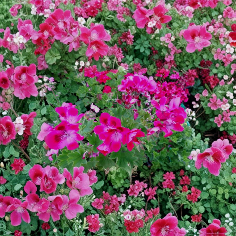 Rare Hot Magenta Pink Regal Geranium Cuttings – 2 Live Pelargonium Starters with Orchid-Like Blooms