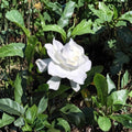 Gardenia Bush – Gardenia jasminoides Live Plants | 6 Inches Tall | Set of 2 Heirloom White Cape Jasmine