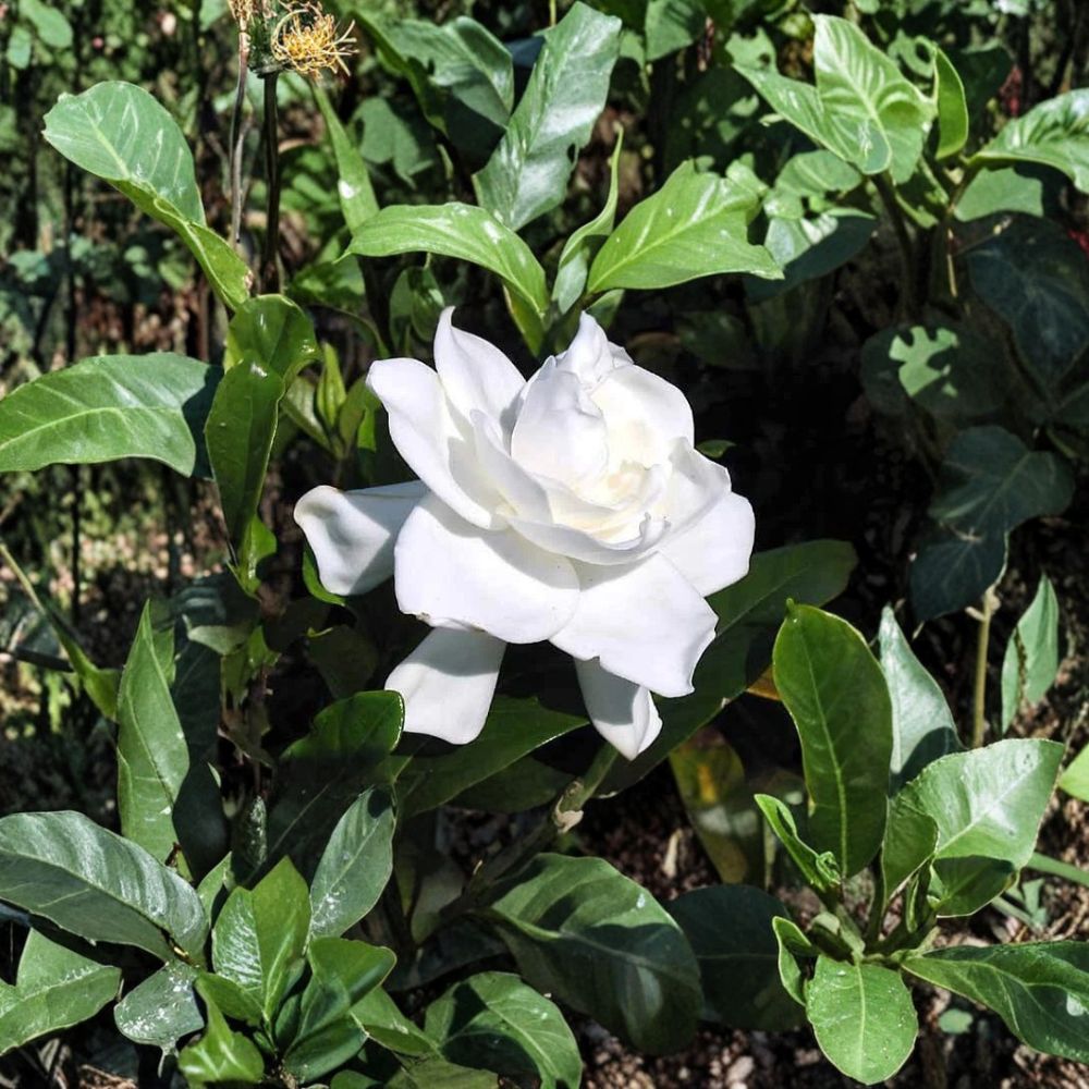 Gardenia Bush – Gardenia jasminoides Live Plants | 6 Inches Tall | Set of 2 Heirloom White Cape Jasmine