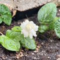 Arabian Jasmine ‘Grand Duke’ Live Plants – Jasminum sambac Starter Plants with Double White Fragrant Flowers