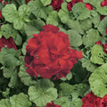 Ringo Cardinal Geranium Seeds - 15 Premium Early Blooming Red Geranium Seeds for Patio & Window Boxes