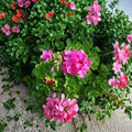 Hardy Fragrant Pink Geranium Cuttings – 30 Unrooted 6 Inch Pelargonium Live Plant Cuttings