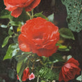 Impatient Floribunda Rose – Orange Red Live 2 Gallon Shrub Plant | Floribunda Rose for Garden Landscapes
