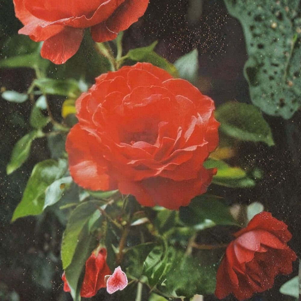Impatient Floribunda Rose – Orange Red Live 2 Gallon Shrub Plant | Floribunda Rose for Garden Landscapes