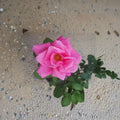 Perfume Delight Rose – Rosa Hybrid Tea Live Plant | 3 Gallon | Fragrant Pink Blooms