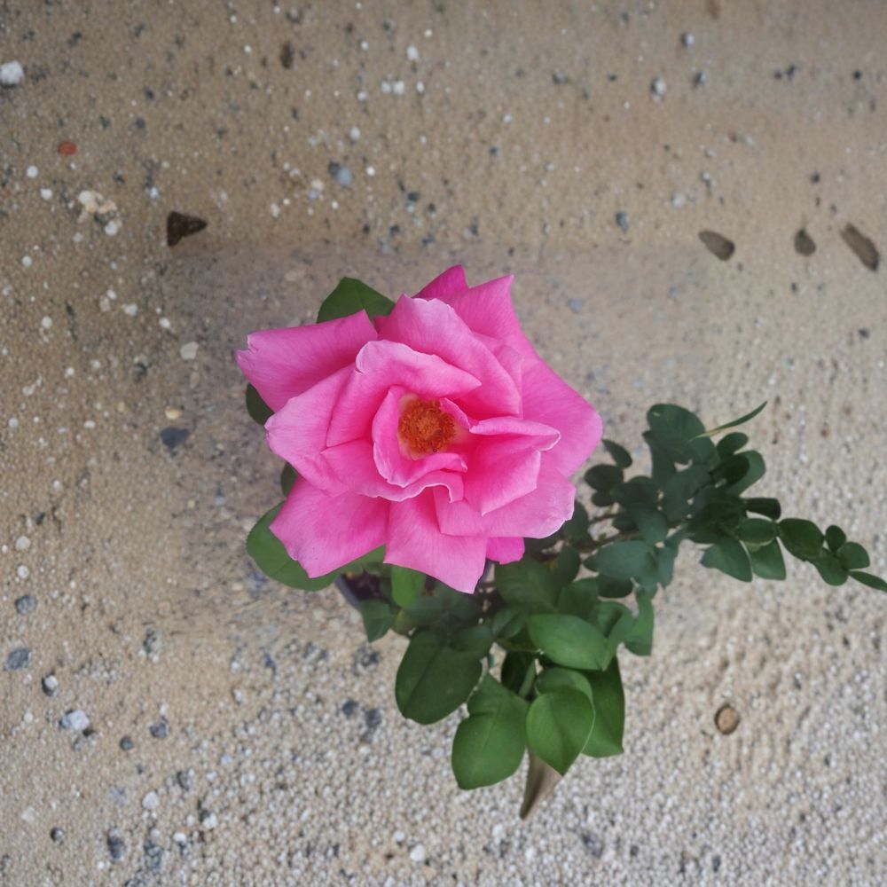 Perfume Delight Rose – Rosa Hybrid Tea Live Plant | 3 Gallon | Fragrant Pink Blooms