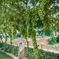 Shine Muscat Grape Plant – Vitis vinifera Live Vine on 3309C Rootstock | Premium Japanese Sweet Green Grape