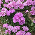 Double Bright Pink Ivy Geranium Cuttings – 8 Live Pelargonium Cuttings for Hanging Baskets & Containers