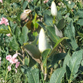 Southern Magnolia Tree 4-5 Feet Tall | Evergreen Shade Tree with Fragrant White Blooms