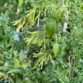 Night Blooming Jasmine Live Starter Plants - Cestrum nocturnum Set of 4 | Fragrant Evergreen Shrubs for Patio & Garden