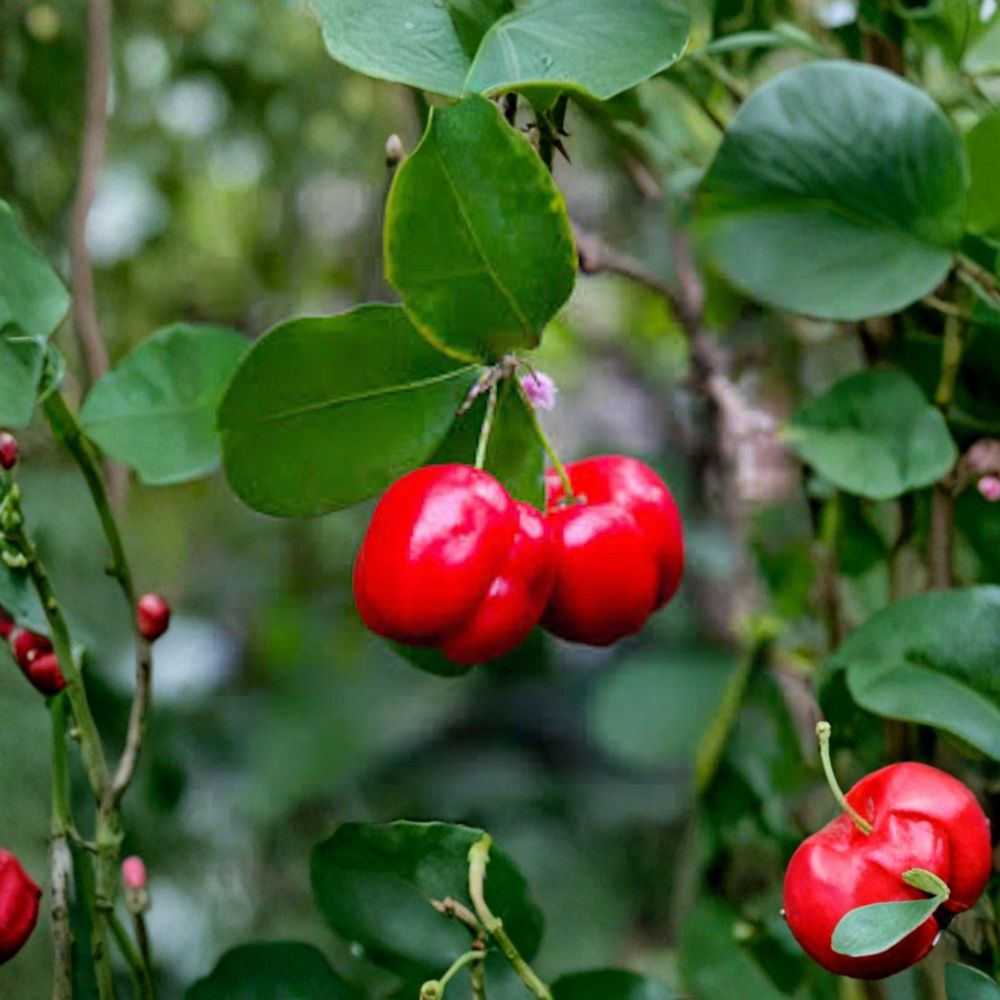 Barbados Cherry Tree – Malpighia emarginata Live Plant | 3–4 Inch Starter Plug | Acerola Fruit Tree