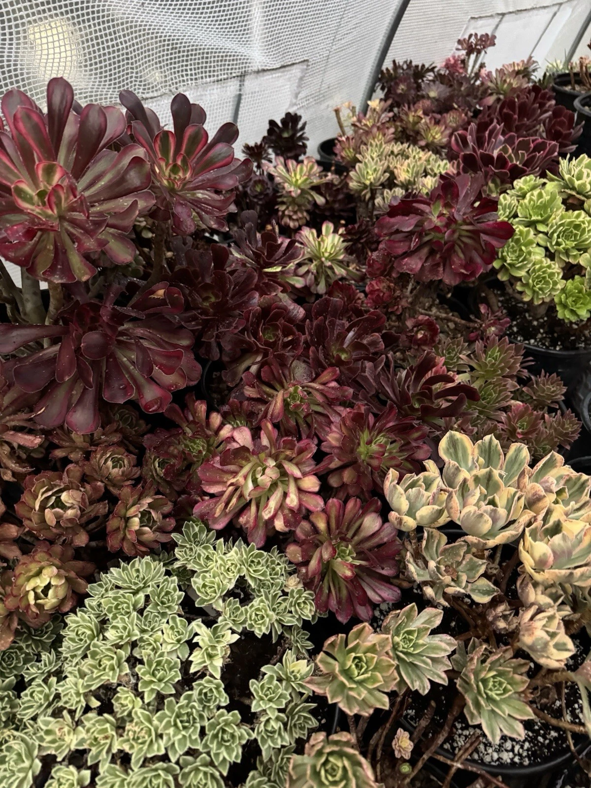 Unrooted Aeonium Succulent Cuttings – 3 Pack for Propagation & Container Growing, Rosette-Shaped Foliage, Aeonium sp.