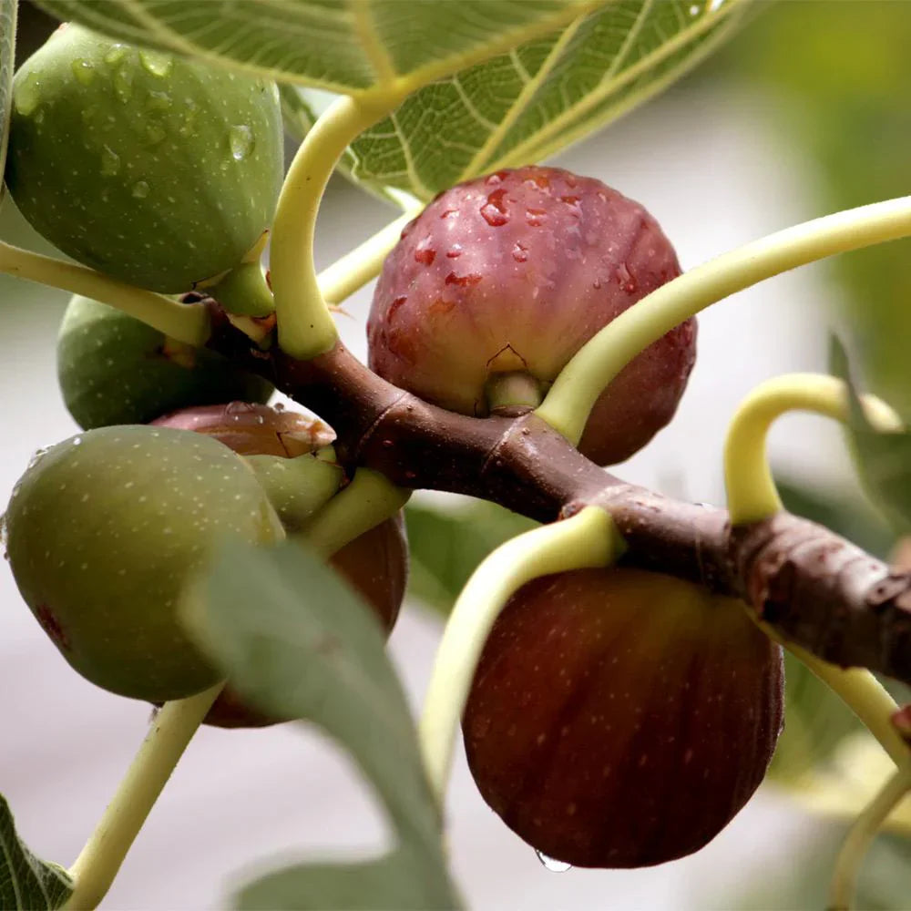 Little Miss Figgy Fig Tree Cuttings – Ficus carica Dwarf Fig Variety for Rooting & Propagation