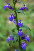 Lobelia siphilitica Seeds – Native Wildflower, Great Blue Lobelia, Perennial, Non-GMO, Pollinator Garden Plant, 500 Seeds